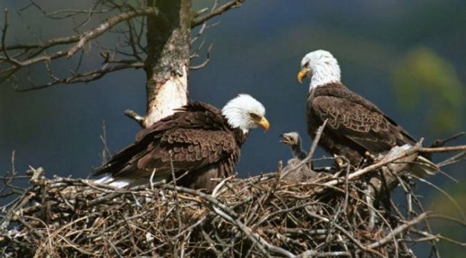 Picture of Family of Eagles